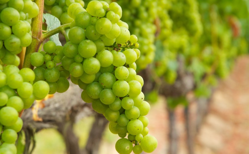 Chardonnay