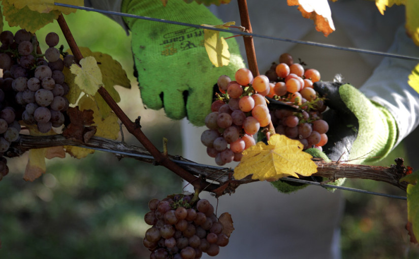 Gewürztraminer