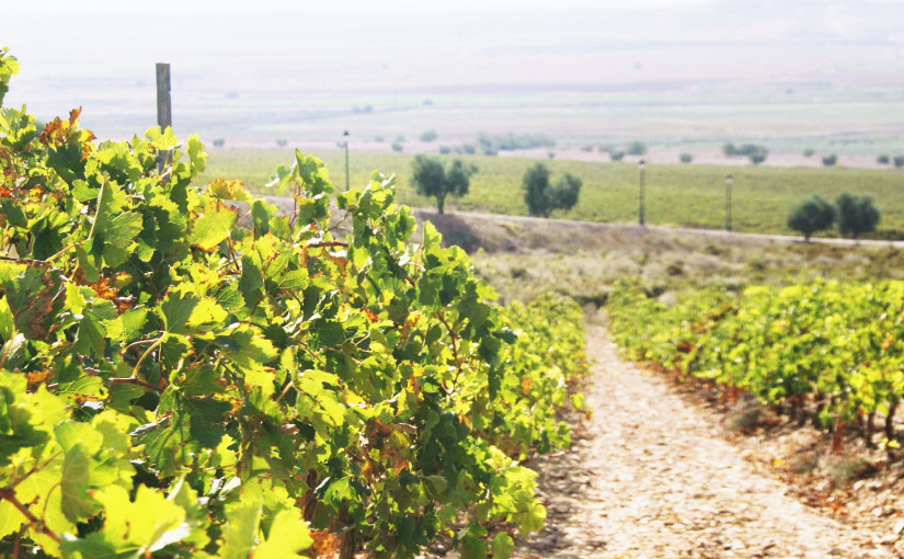 Tempranillo