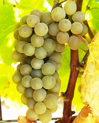 Verdejo