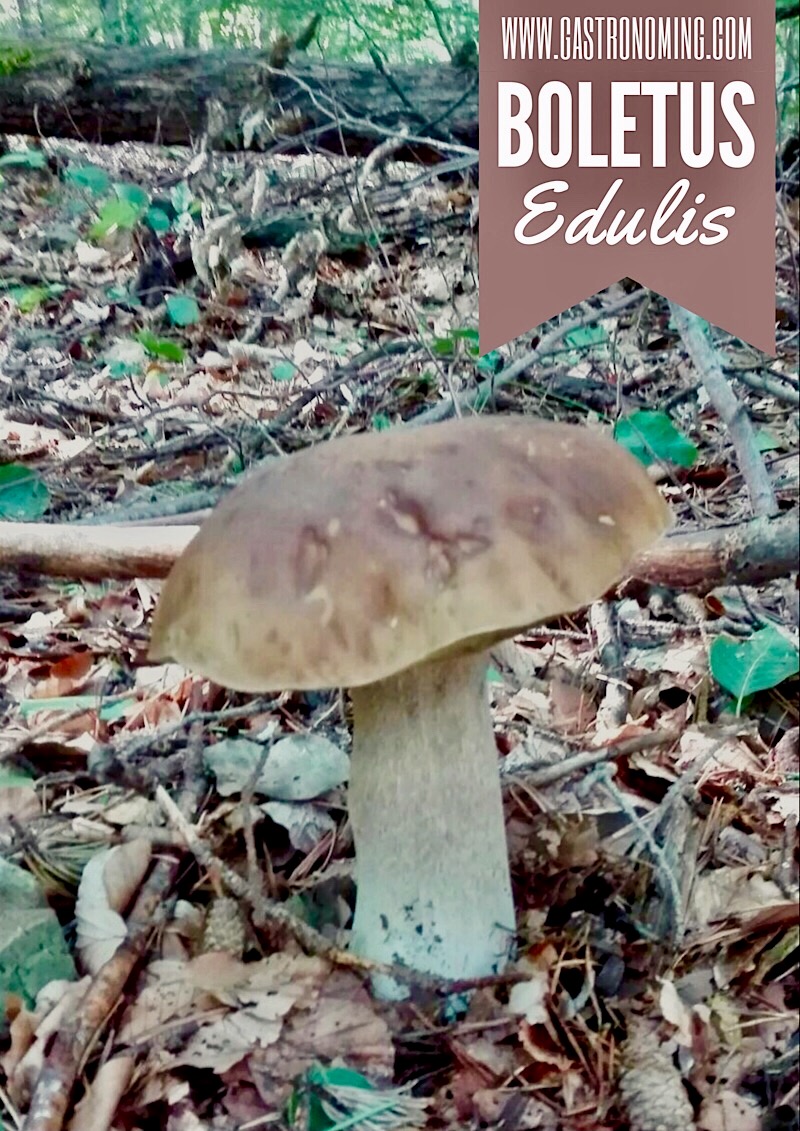 Boletus edulis