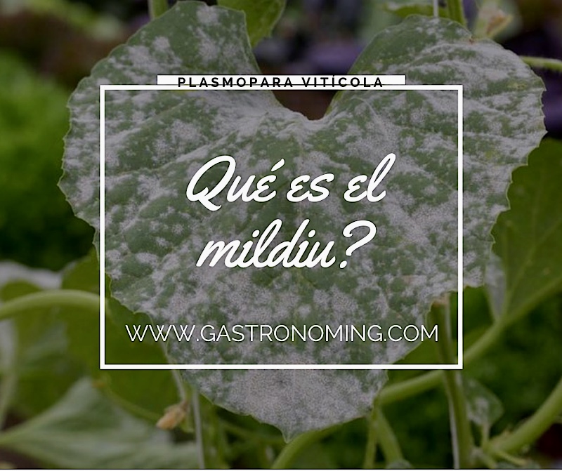 ¿Qué es el Mildiu?