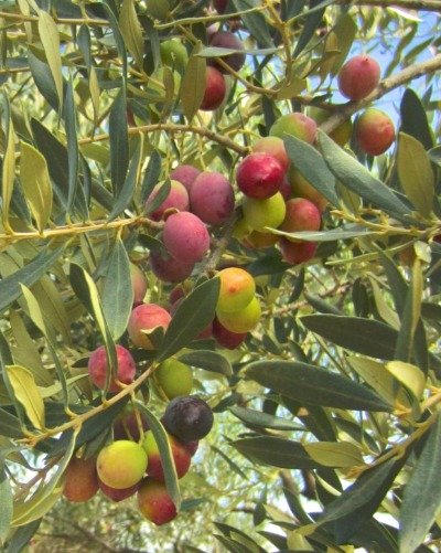 Arbequina