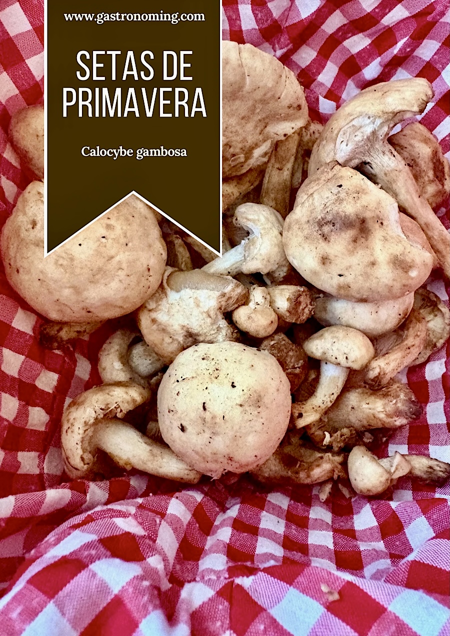 Seta de primavera (Calocybe Gambosa)