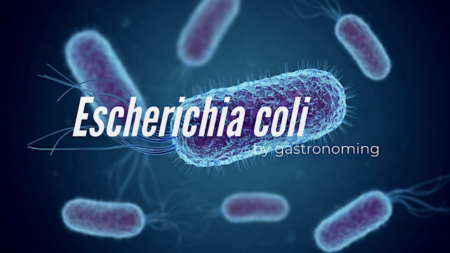 Escherichia coli (E. Coli)